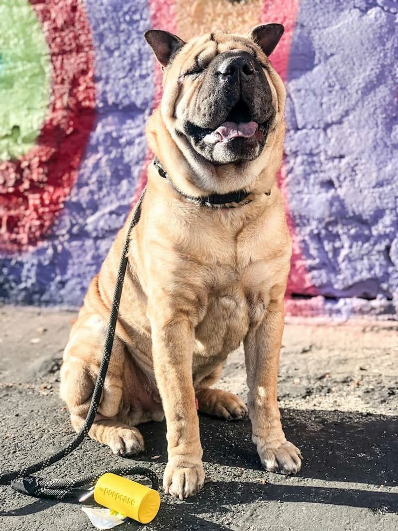 Shar Pei