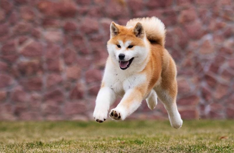 Akita: The Dignified Protector
