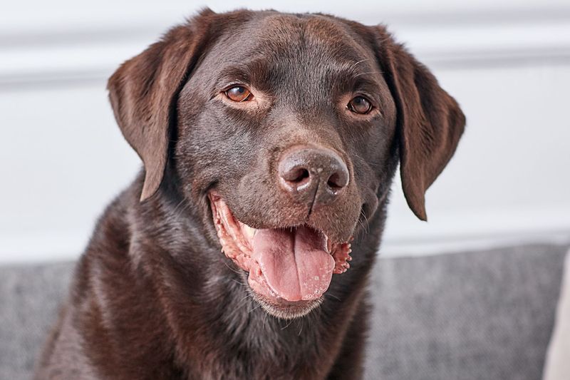 Labrador Retriever: Friendly Family Champion