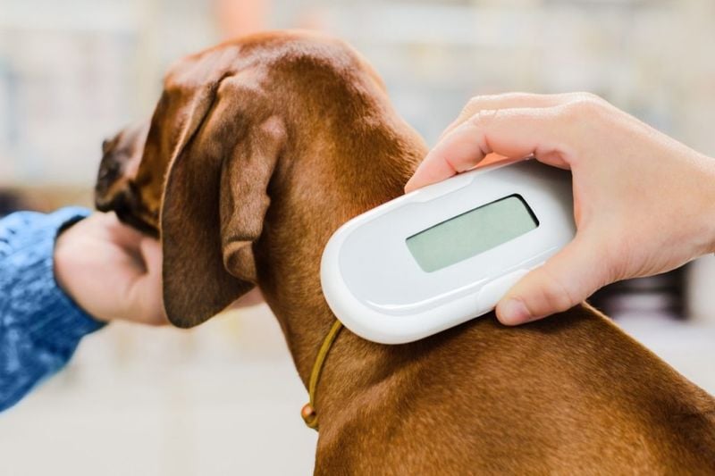 Skipping Identification and Microchipping