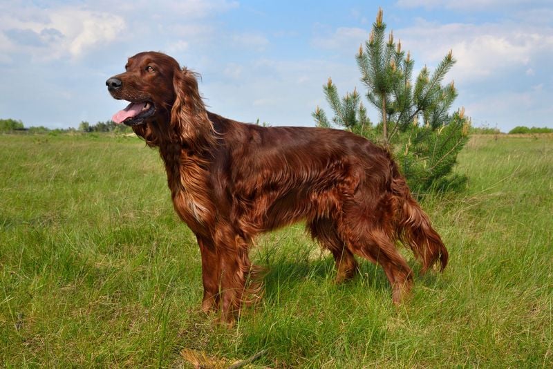 Irish Setter: The Soulful Flame-Haired Companion
