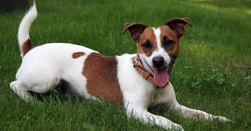 Jack Russell Terrier: The Feisty Firecracker