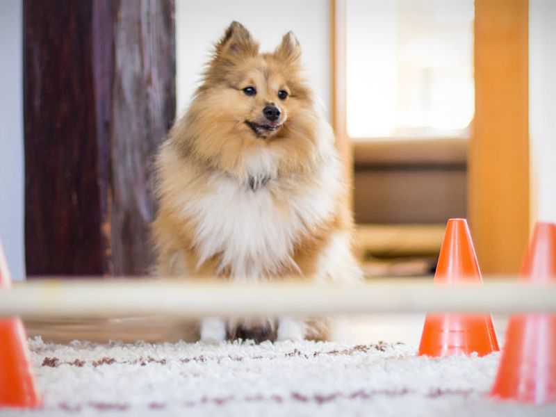 DIY Obstacle Courses