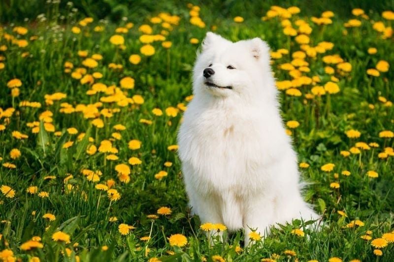 Cloud-Like Samoyed - The Smiling Snow Dog