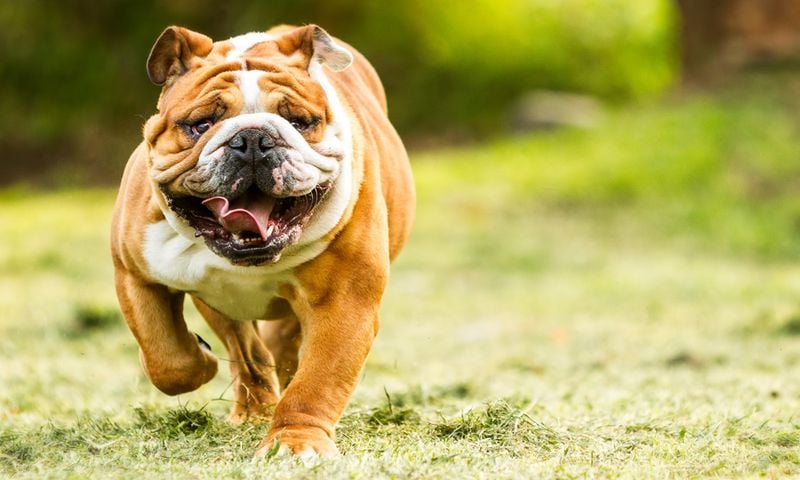 Bulldog (English)