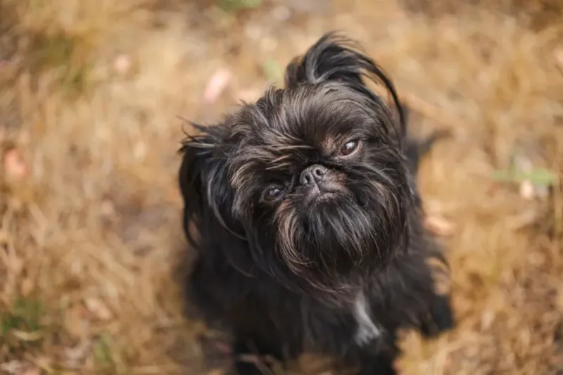 Brussels Griffon: The Bearded Comedian