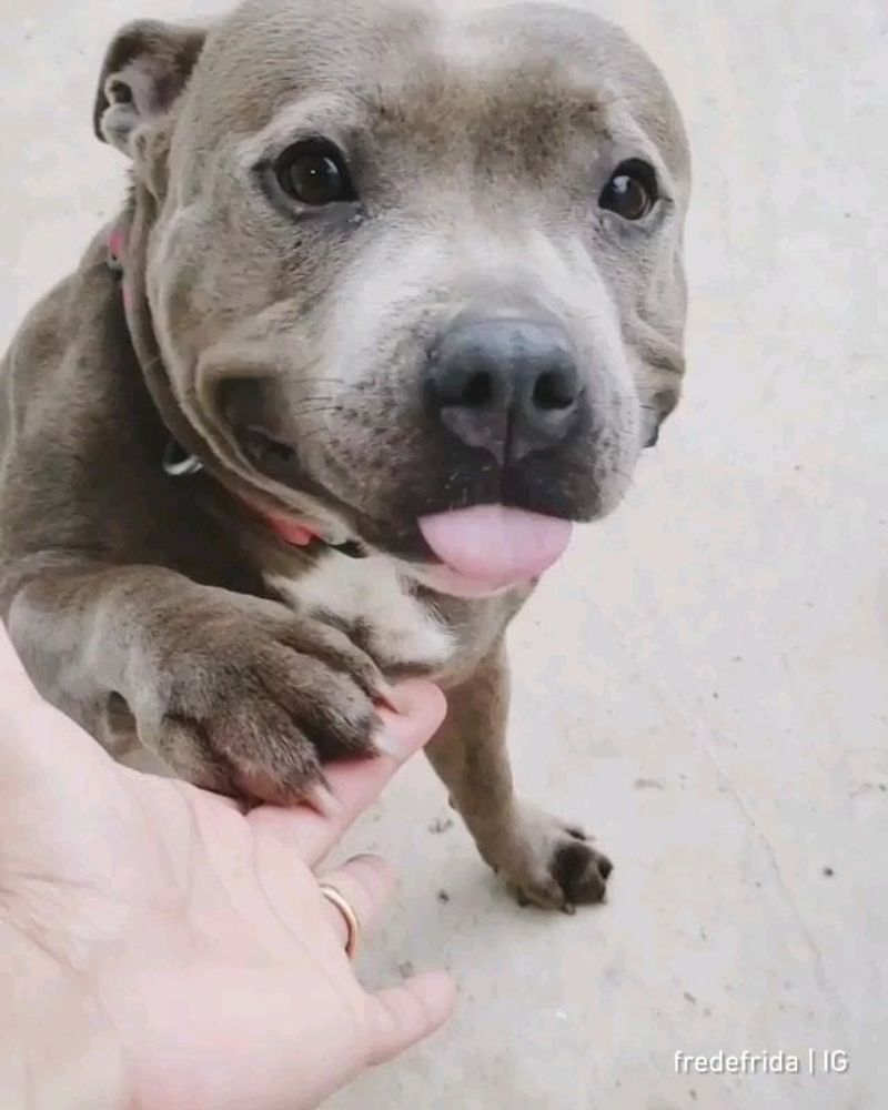 American Pit Bull Terrier