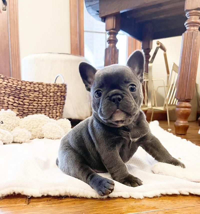French Bulldog: The Charming Clown