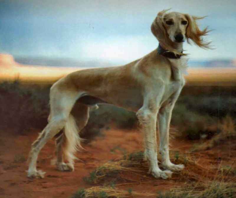 Saluki: The Desert Wind Sprite