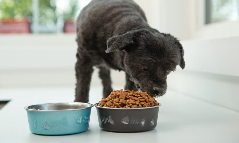 You Can Feed an Older Dog the Same Food Forever