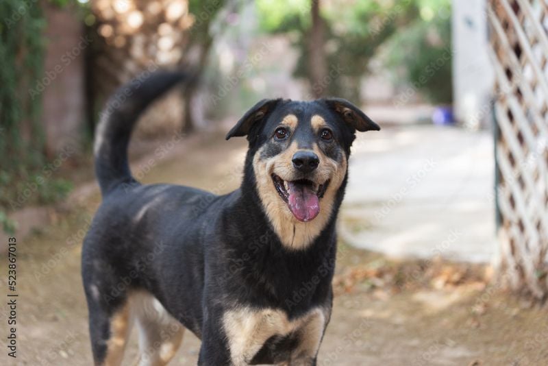 Mixed Breed (“Mutts”)