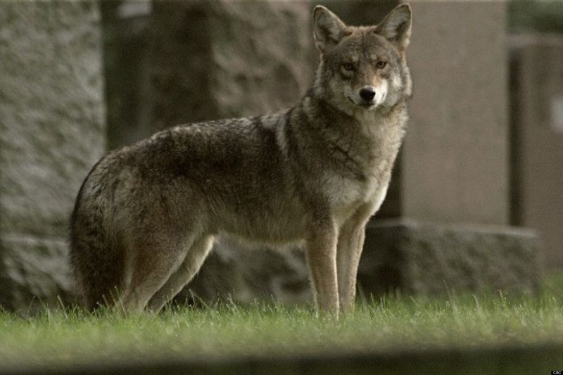 New England Canid (Northeastern Coywolf variant)