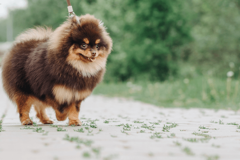 Pomeranian