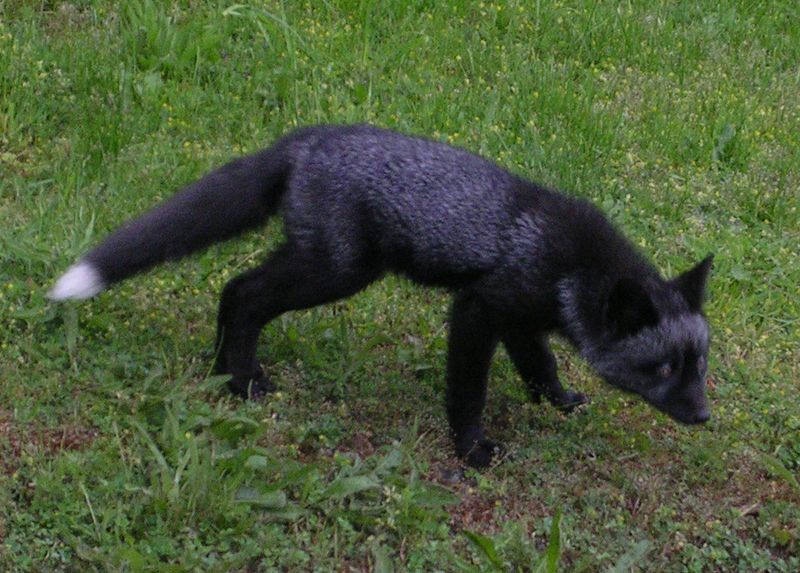 Florida Black Fox (Melanistic Gray Fox)