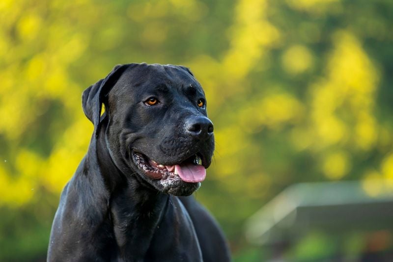 Health & Veterinary Care