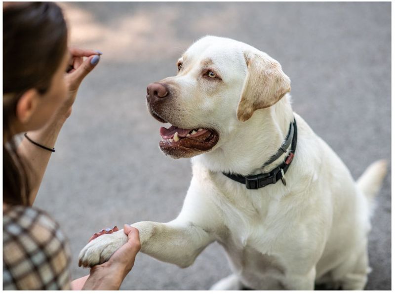 Labrador Retriever: The Versatile Team Player