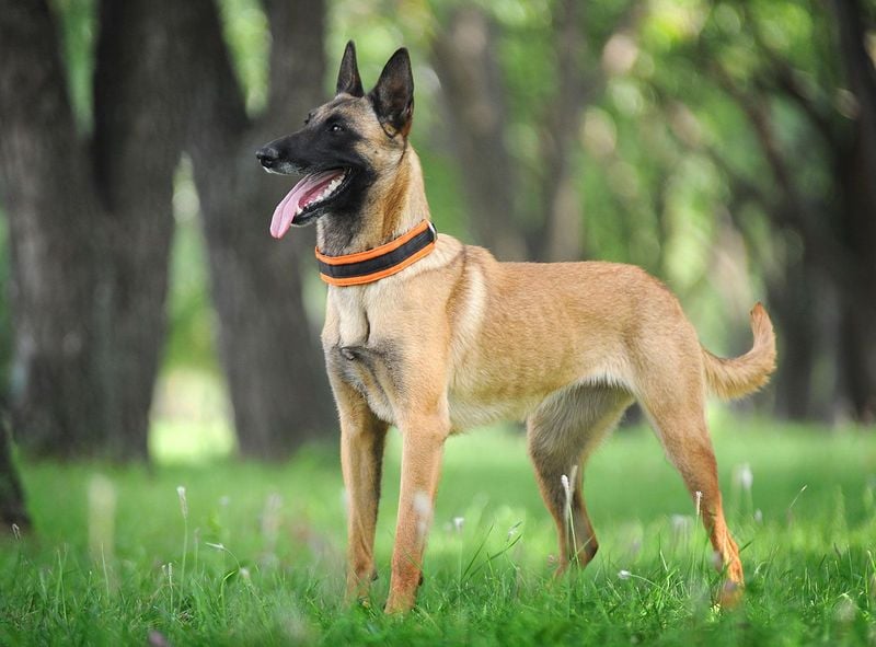 Malinois