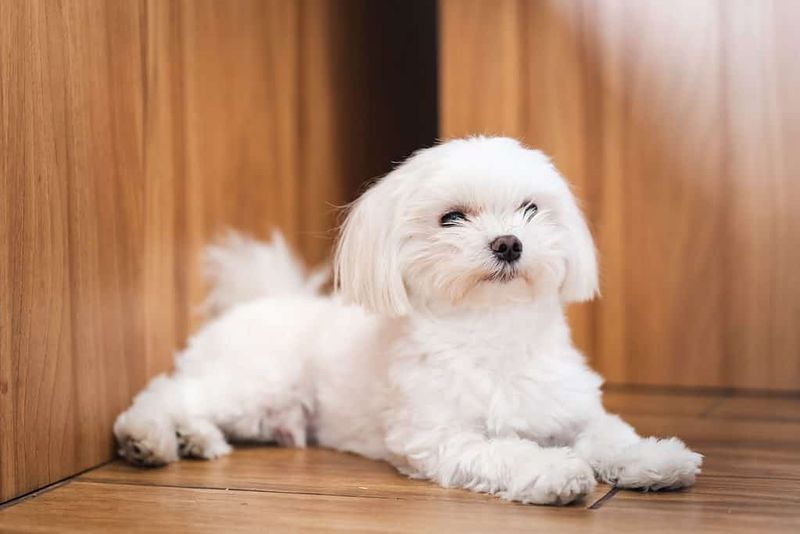 Maltese: The Tiny Trembler