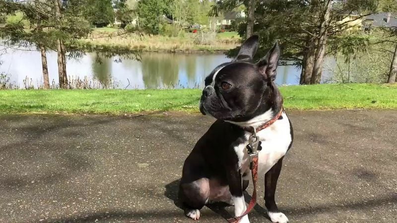 Boston Terrier