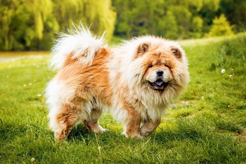 Chow Chows