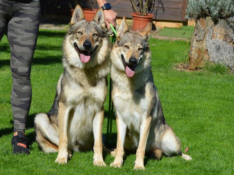 Wolfdog Puppies Are Deceiving