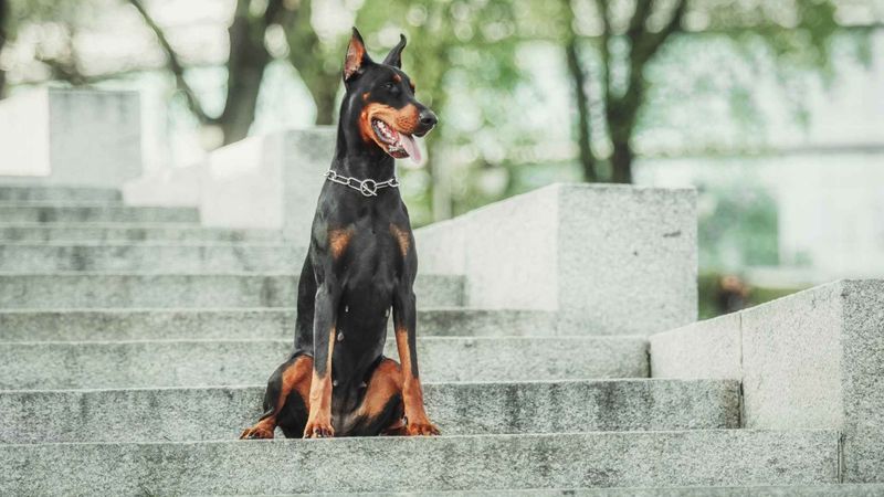 Doberman Pinscher