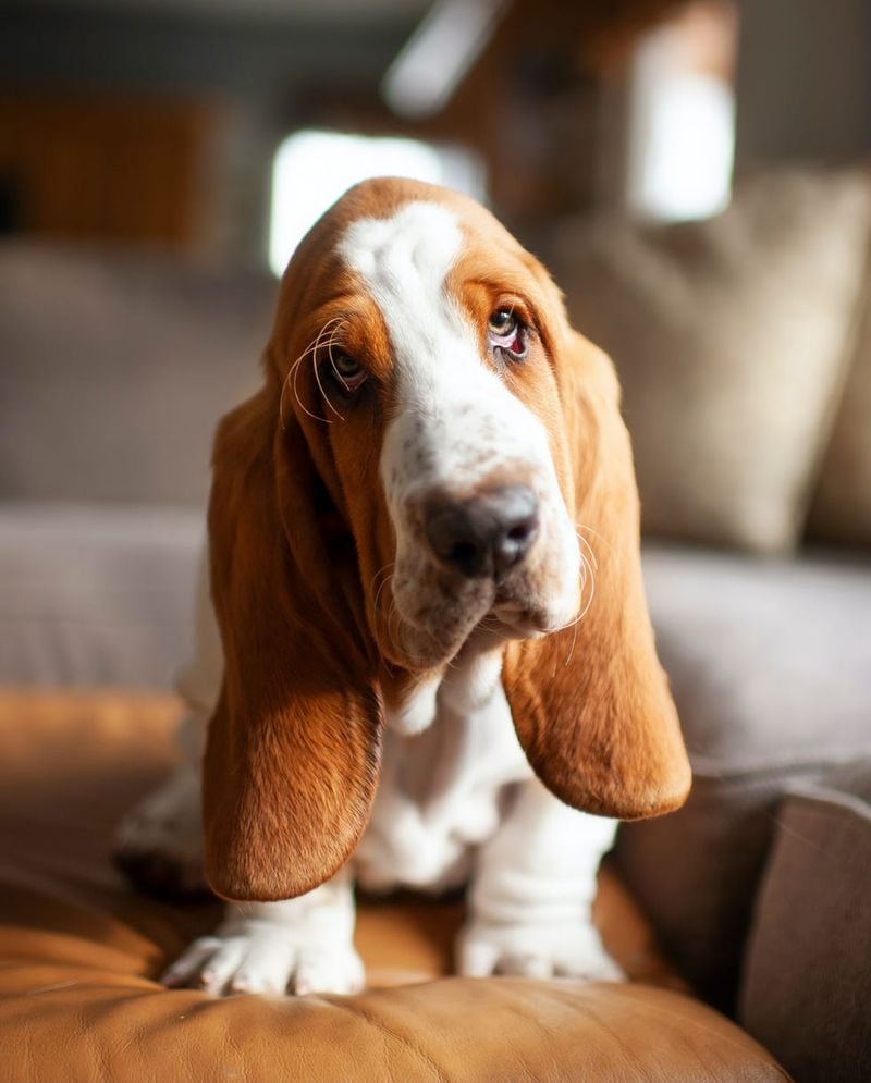 Basset Hound
