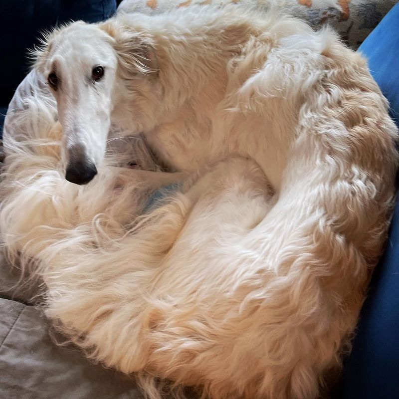 Borzoi: Aristocratic and Independent-Minded