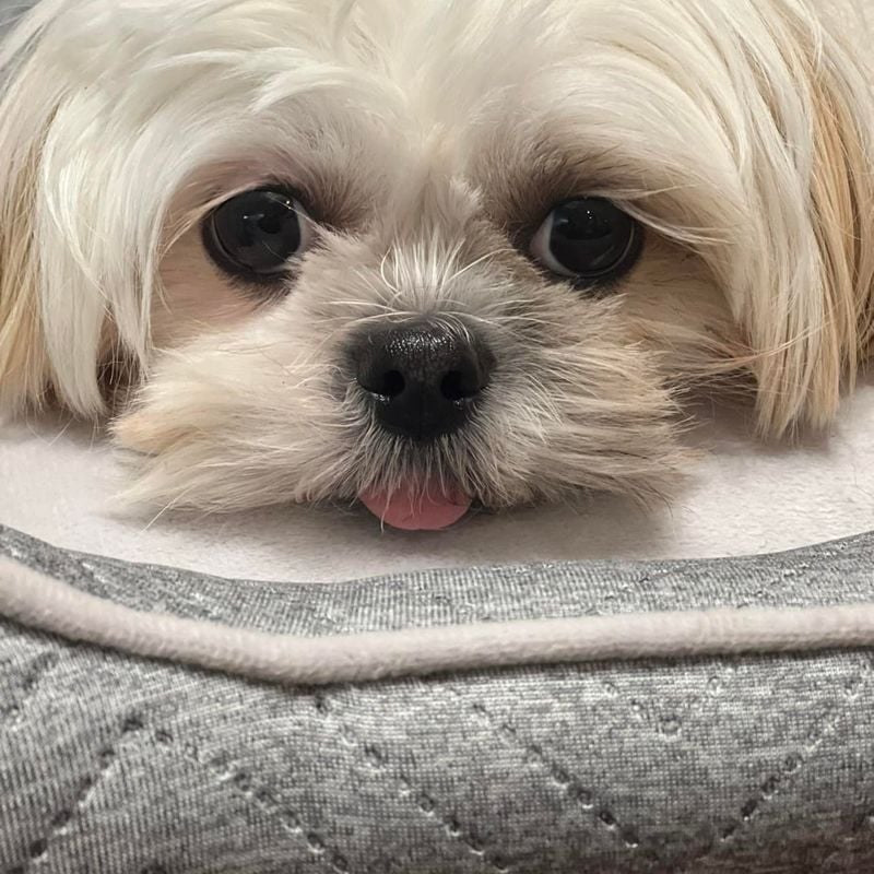 Shih Tzu