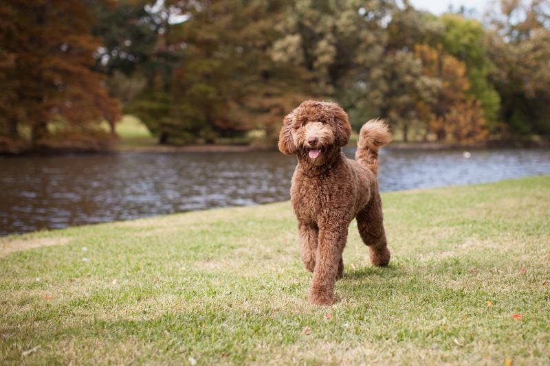 Labradoodle: Hypoallergenic Hybrids with Fresh Appeal