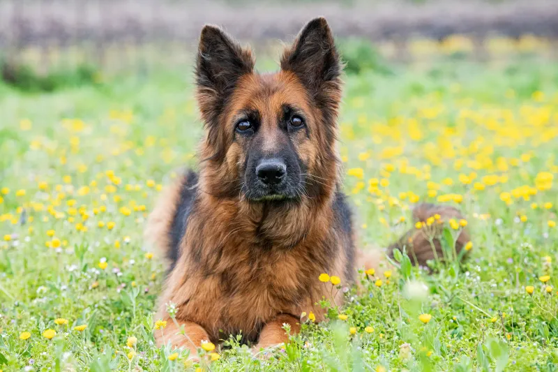 German Shepherd: The Devoted Protector