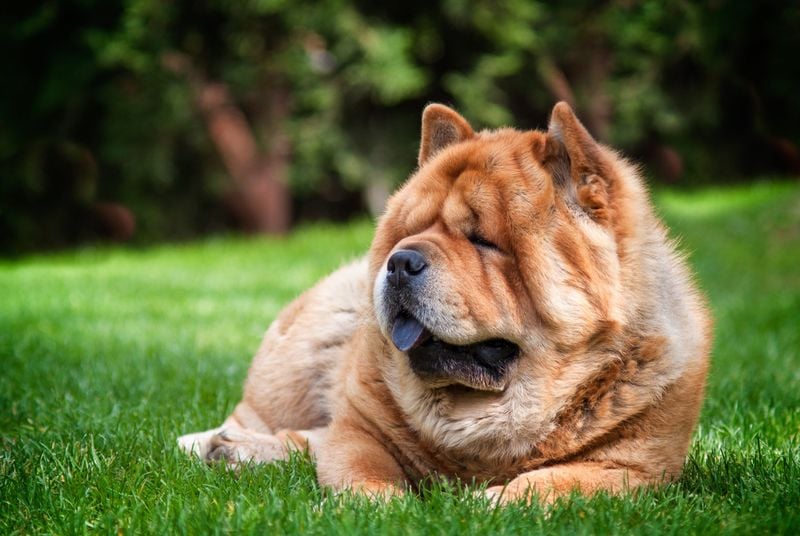 Flat-Faced Chow Chows Need Extra Cooling