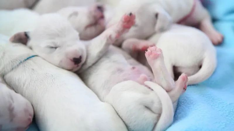 Spotless Dalmatian Puppies