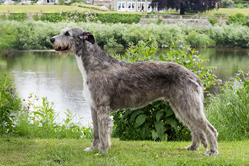 Irish Wolfhound