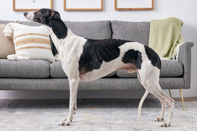 Greyhound: The 45mph Couch Potato