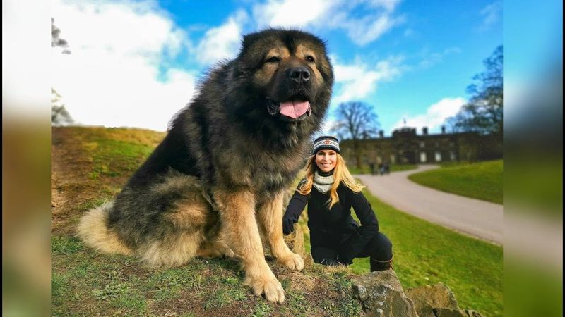 Caucasian Shepherd (Ovcharka)