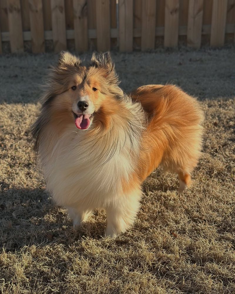 Shetland Sheepdog