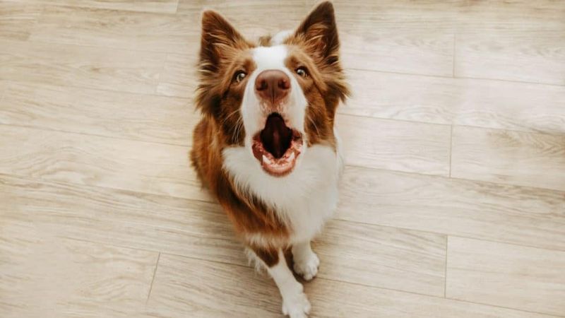 Excessive Whining or Barking