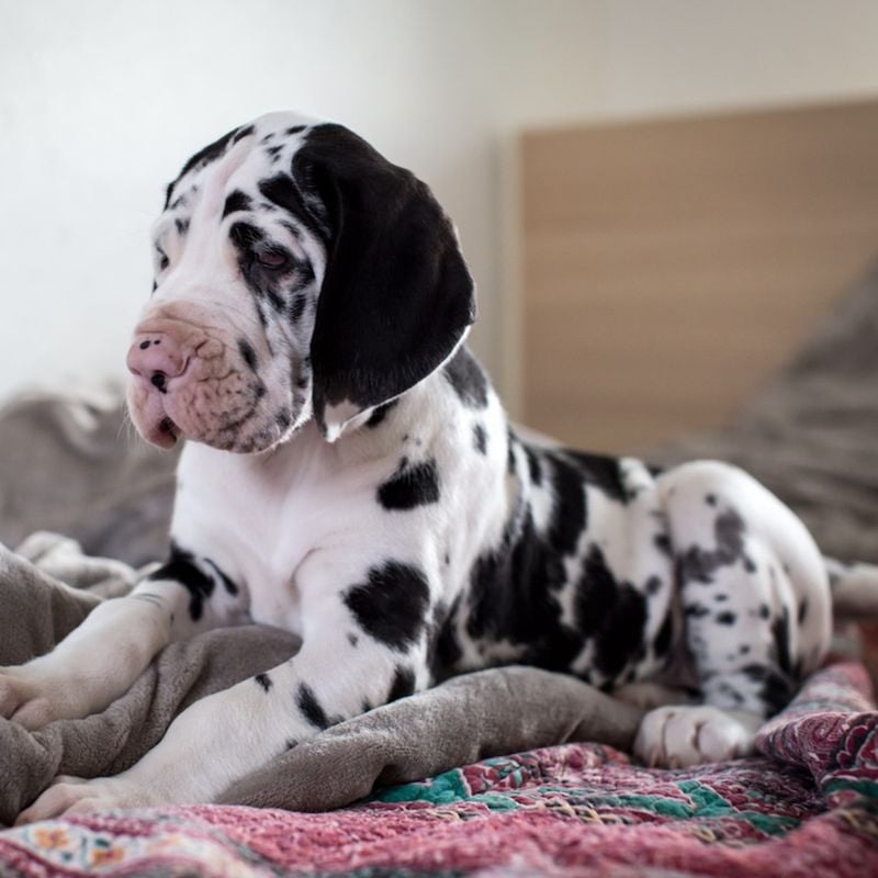 Great Dane: Gentle Giants Who Love to Lounge