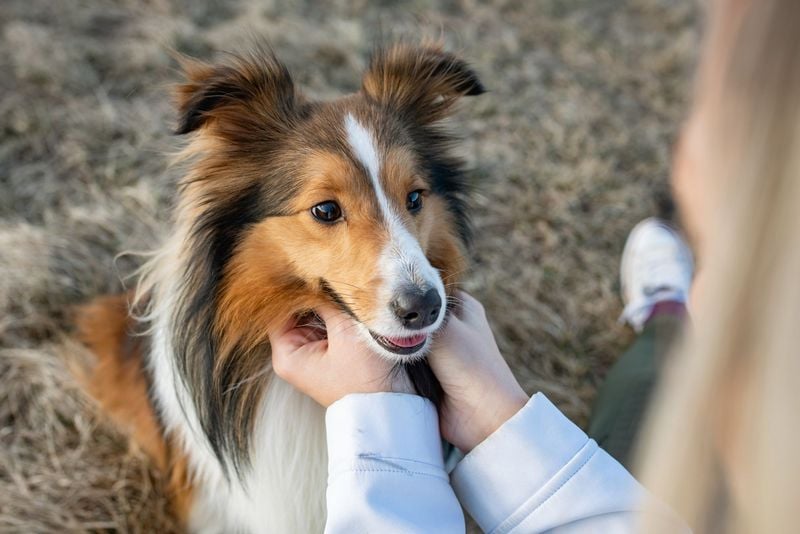 Sheltie (Shetland Sheepdog)