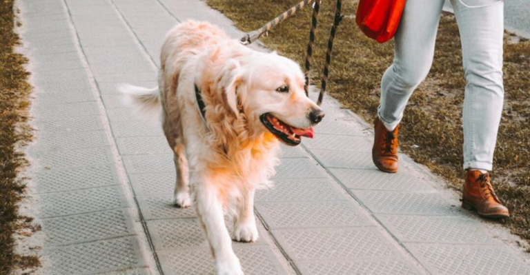 Your Senior Dog Still Needs Exercise—Here’s How to Do It Right
