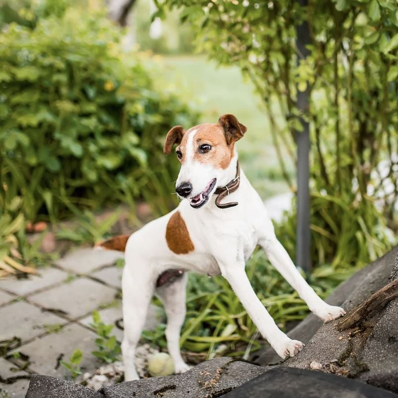 Fox Terrier