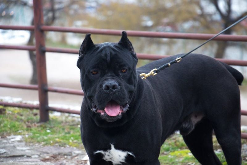 Ambullneo Mastiff: The Designer Guardian