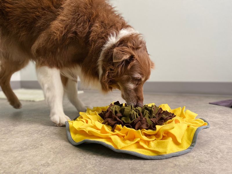 Interactive Feeding Mats