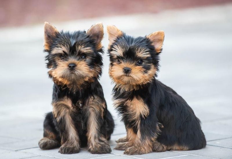 Yorkshire Terrier