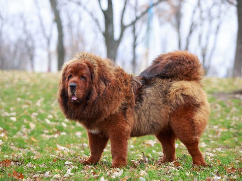 Tibetan Mastiff