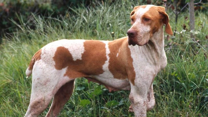 Ariege Pointer (France)