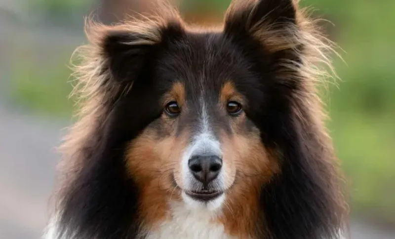 Shetland Sheepdog: The Miniature Lassie