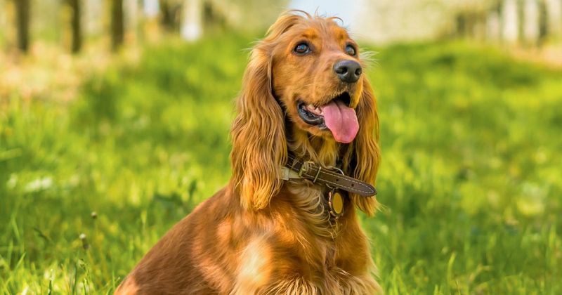 Cocker Spaniel
