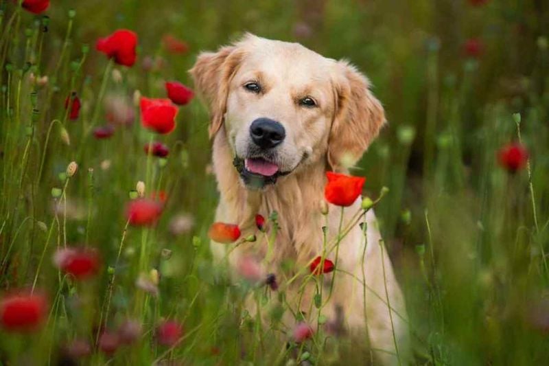 American Golden Retriever